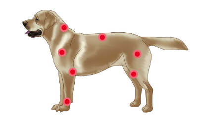 ledproblemer_hund.jpg