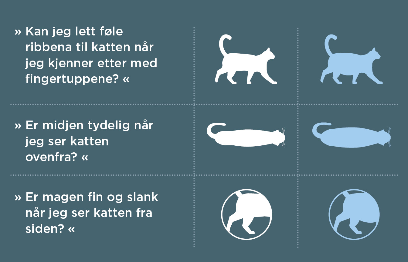 NO_tjek_overvaegt_kat.jpg