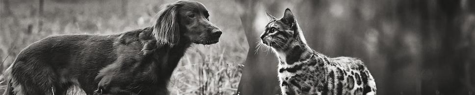 Her finner du gode råd om ernæring