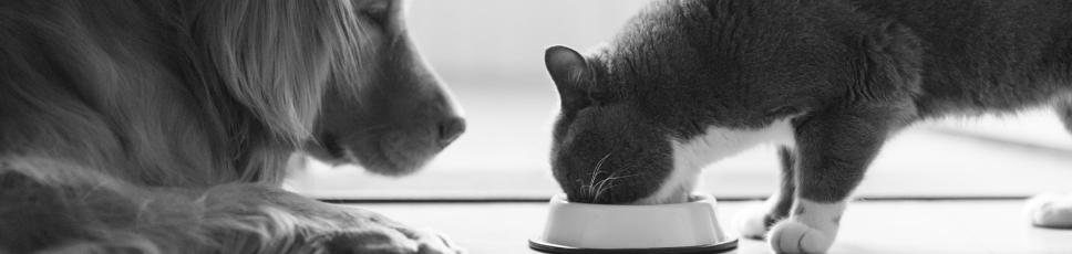 Ernæring til kjøttetere