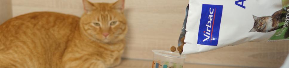 Katten din har blitt kastrert...