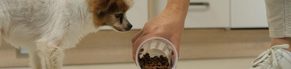 Hunden din har blitt kastrert...