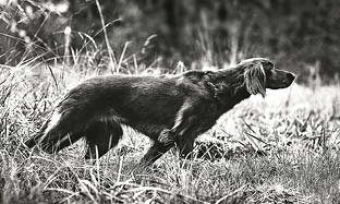 Premium måltid til hunden eller katten din