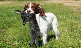 3_columns_bloks_312x187px_energi_hund_3.jpg