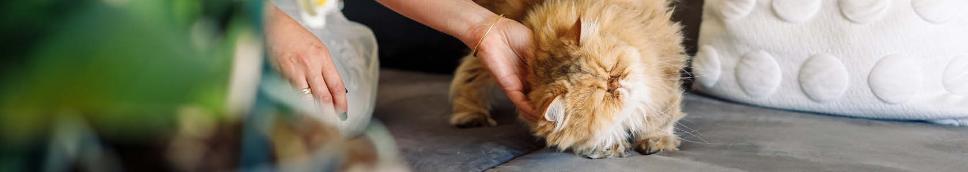 Trygt hjem for katten din