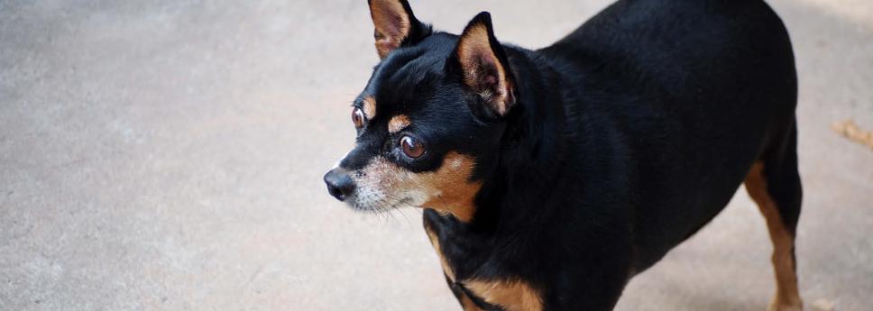 7 risikofaktorer ved overvekt hos hund