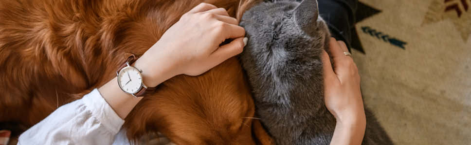 Elektronisk identifikasjon