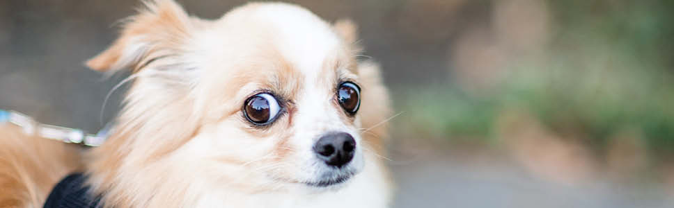 Teaser_banner_968x300px_prostata_hund5.jpg