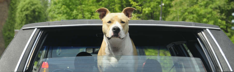 Teaser_banner_968x300px_reisehund.jpg