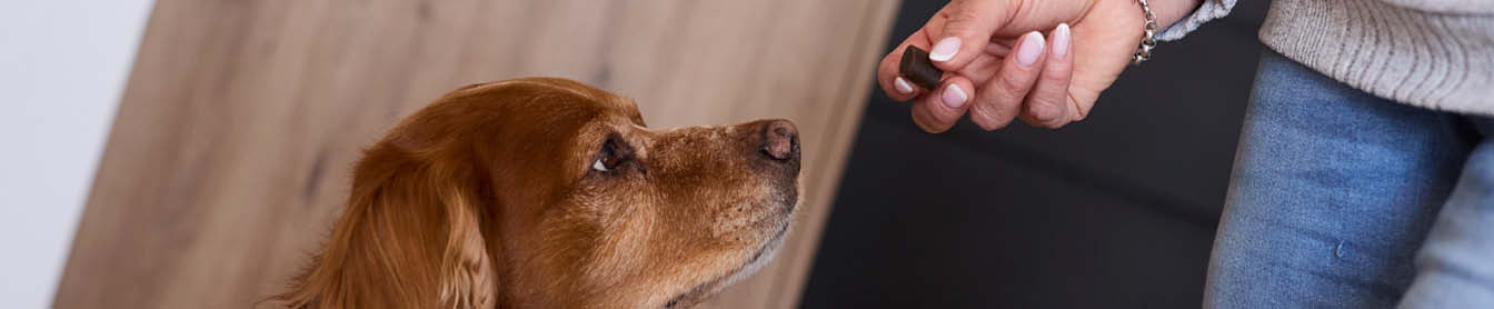 Tyggebiter_hund.jpg