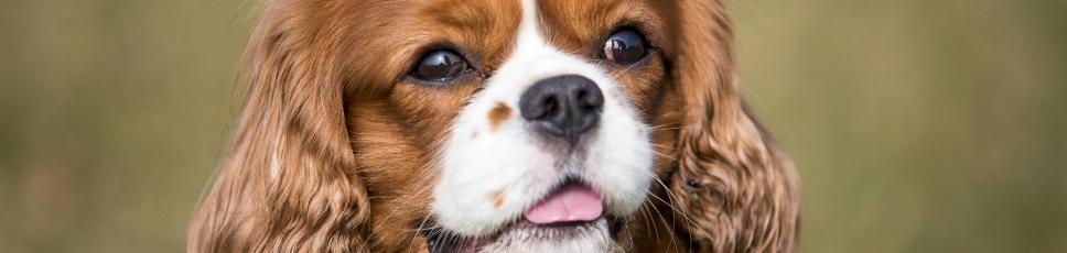 Bare til hundeeiere!