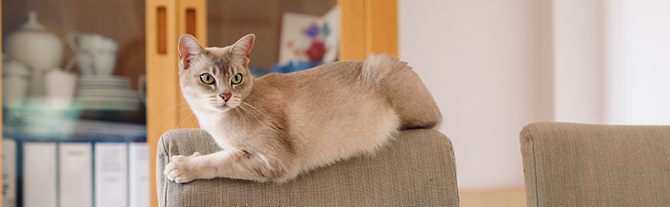 Ville du merket det hvis katten var stresset?