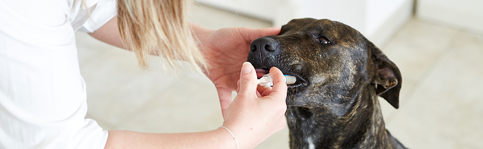 Nyretilskudd til hund og katt